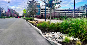 Roadside Bioretention Near Garage
